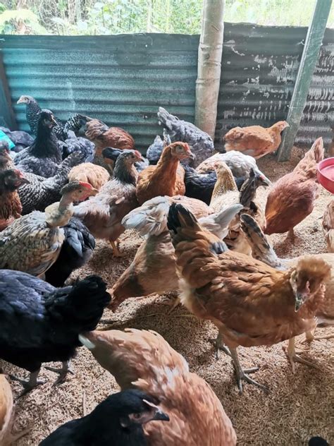 donde comprar gallinas ponedoras cerca de mi